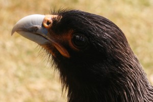 Klik hier voor meer...